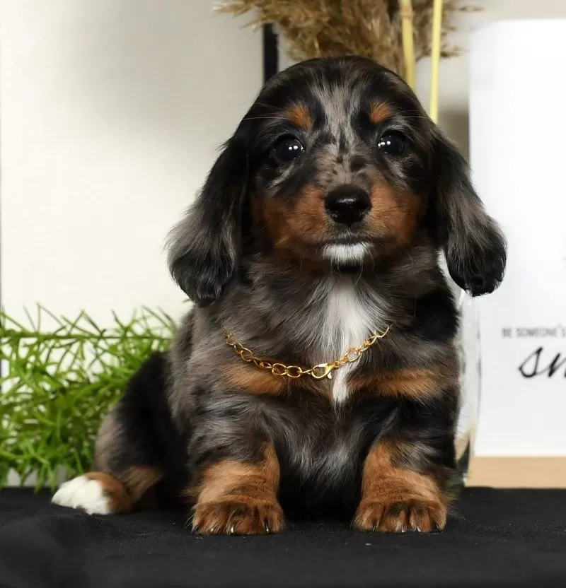 Puppy Name: Midnight