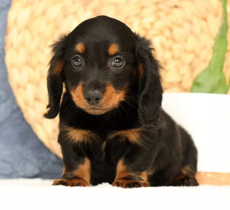 Puppy Name: Jax