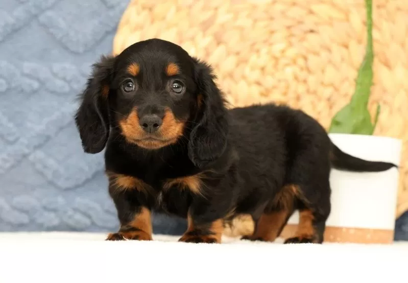 Jax