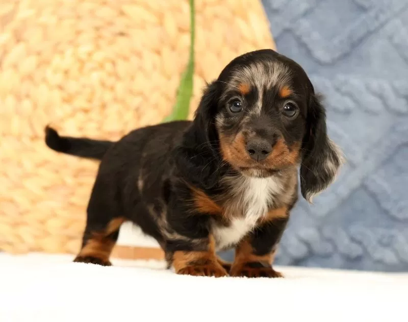Puppy Name: Jasper